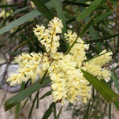 Acacia floribunda (White Sally Wattle, Gossamer Wattle) at Cook, ACT - 7 Sep 2021 by drakes