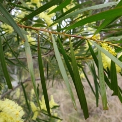 Acacia floribunda at Cook, ACT - 8 Sep 2021