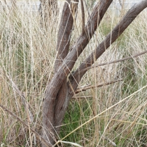 Acacia floribunda at Cook, ACT - 8 Sep 2021 09:49 AM