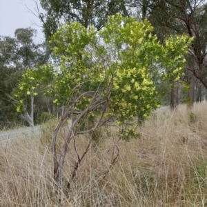 Acacia floribunda at Cook, ACT - 8 Sep 2021 09:49 AM