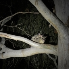 Trichosurus vulpecula (Common Brushtail Possum) at Hackett, ACT - 8 Sep 2021 by Louisab