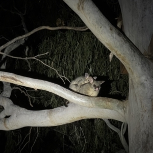 Trichosurus vulpecula at Hackett, ACT - 8 Sep 2021 09:11 PM