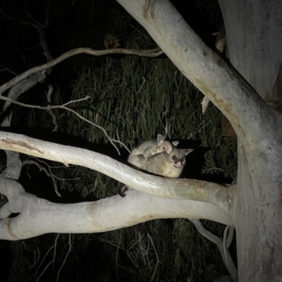 Trichosurus vulpecula (Common Brushtail Possum) at Hackett, ACT - 8 Sep 2021 by Louisab