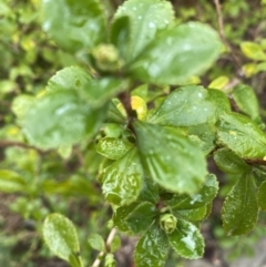 Unidentified Other Shrub at Carwoola, NSW - 8 Sep 2021 by Geebees