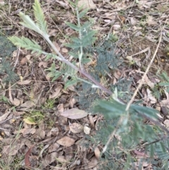 Acacia dealbata subsp. dealbata (Silver Wattle) at Carwoola, NSW - 8 Sep 2021 by Geebees