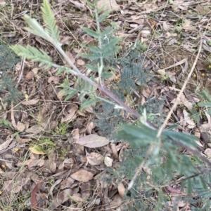 Acacia dealbata subsp. dealbata at Carwoola, NSW - 9 Sep 2021