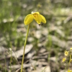 Diuris chryseopsis (Golden Moth) at Wodonga - 8 Sep 2021 by DannyJ