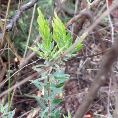 Styphelia triflora (Five-corners) at Greenleigh, NSW - 5 Sep 2021 by LyndalT