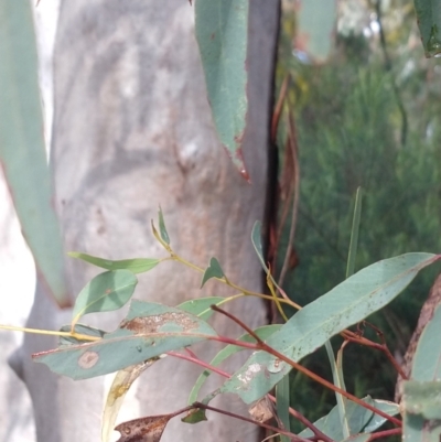 Eucalyptus rossii (Inland Scribbly Gum) at Greenleigh, NSW - 5 Sep 2021 by LyndalT