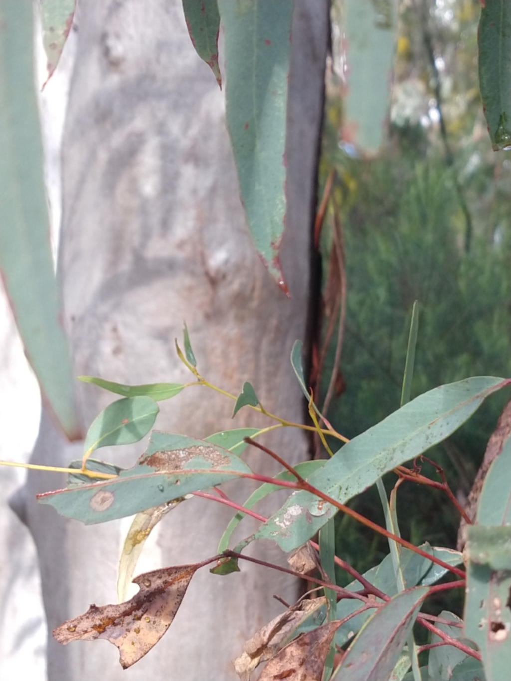 Eucalyptus rossii at Greenleigh, NSW - 5 Sep 2021