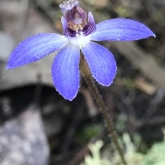 Cyanicula caerulea (Blue Fingers, Blue Fairies) at Cook, ACT - 9 Sep 2021 by MattFox