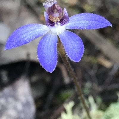 Cyanicula caerulea (Blue Fingers, Blue Fairies) at Cook, ACT - 9 Sep 2021 by MattFox