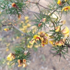 Dillwynia sieberi at Greenleigh, NSW - 16 Mar 2022 02:34 PM