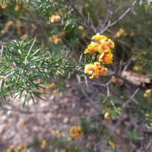 Dillwynia sieberi at Greenleigh, NSW - 16 Mar 2022