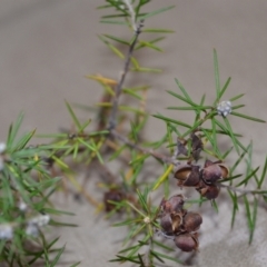 Dillwynia sieberi at Greenleigh, NSW - 16 Mar 2022 02:34 PM