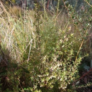Leucopogon fletcheri subsp. brevisepalus at Greenleigh, NSW - 5 Sep 2021