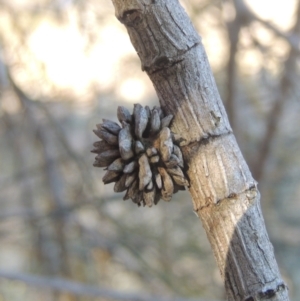 Cylindrococcus sp. (genus) at Calwell, ACT - 10 Aug 2021