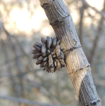 Cylindrococcus sp. (genus) (Allocasuarina Gall) at Calwell, ACT - 10 Aug 2021 by michaelb