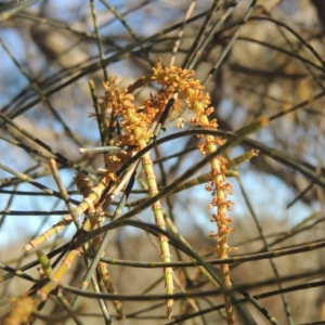 Cylindrococcus sp. (genus) at Calwell, ACT - 10 Aug 2021