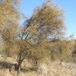 Cylindrococcus sp. (genus) at Calwell, ACT - 10 Aug 2021