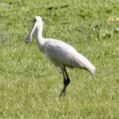 Platalea flavipes (Yellow-billed Spoonbill) at Albury - 8 Sep 2021 by PaulF