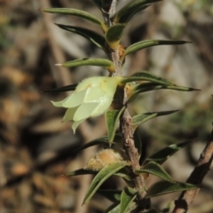 Melichrus urceolatus (Urn Heath) at Tennent, ACT - 1 Sep 2021 by MichaelBedingfield