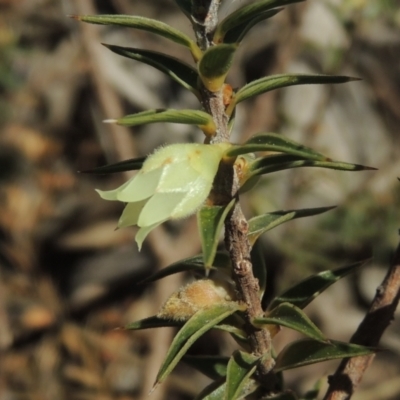 Melichrus urceolatus (Urn Heath) at Tennent, ACT - 1 Sep 2021 by michaelb