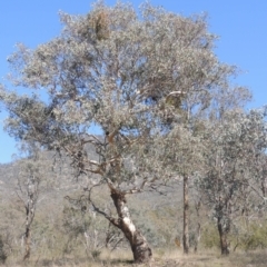 Eucalyptus polyanthemos (Red Box) at Tennent, ACT - 1 Sep 2021 by michaelb