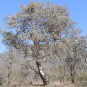 Eucalyptus polyanthemos at Tennent, ACT - 1 Sep 2021