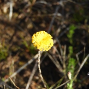 Leptorhynchos squamatus at Kambah, ACT - 7 Sep 2021