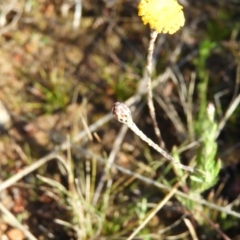 Leptorhynchos squamatus at Kambah, ACT - 7 Sep 2021