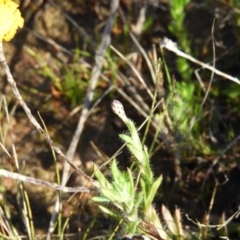 Leptorhynchos squamatus at Kambah, ACT - 7 Sep 2021