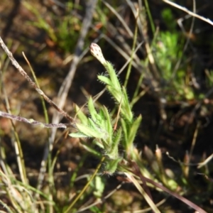 Leptorhynchos squamatus at Kambah, ACT - 7 Sep 2021