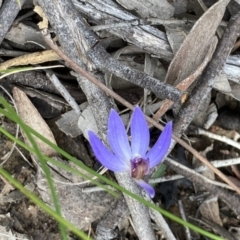 Cyanicula caerulea (Blue Fingers, Blue Fairies) at Bruce, ACT - 9 Sep 2021 by Jenny54