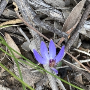 Cyanicula caerulea at Bruce, ACT - suppressed