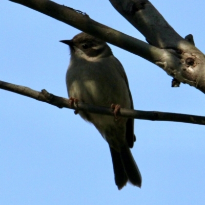 Melithreptus brevirostris (Brown-headed Honeyeater) at Table Top, NSW - 8 Sep 2021 by PaulF