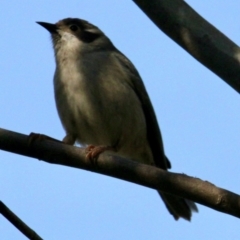 Melithreptus brevirostris at Table Top, NSW - 8 Sep 2021