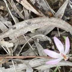 Caladenia fuscata (Dusky Fingers) at Black Mountain - 9 Sep 2021 by Jenny54