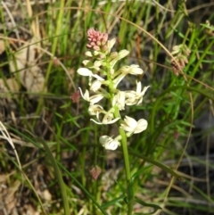 Stackhousia monogyna (Creamy Candles) at Mount Taylor - 7 Sep 2021 by MatthewFrawley