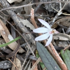 Caladenia fuscata (Dusky Fingers) at Bruce, ACT - 9 Sep 2021 by Jenny54