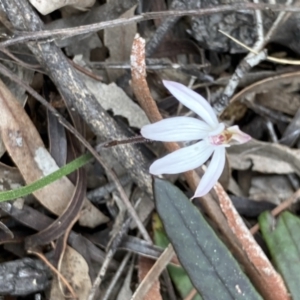 Caladenia fuscata at Bruce, ACT - 9 Sep 2021