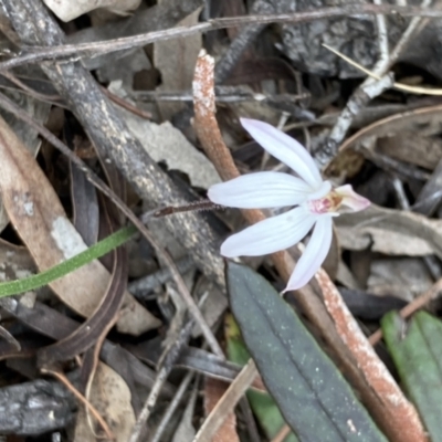 Caladenia fuscata (Dusky Fingers) at Black Mountain - 9 Sep 2021 by Jenny54