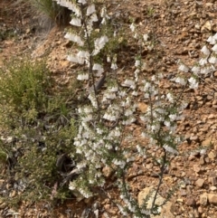 Leucopogon fletcheri subsp. brevisepalus (Twin Flower Beard-Heath) at Black Mountain - 8 Sep 2021 by Jenny54