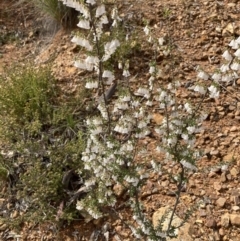 Leucopogon fletcheri subsp. brevisepalus (Twin Flower Beard-Heath) at Downer, ACT - 8 Sep 2021 by Jenny54