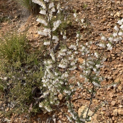 Styphelia fletcheri subsp. brevisepala (Twin Flower Beard-Heath) at Downer, ACT - 8 Sep 2021 by Jenny54