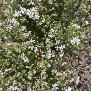 Olearia microphylla at Bruce, ACT - 9 Sep 2021