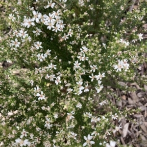 Olearia microphylla at Bruce, ACT - 9 Sep 2021 10:12 AM