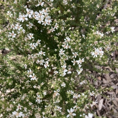 Olearia microphylla (Olearia) at Black Mountain - 9 Sep 2021 by Jenny54