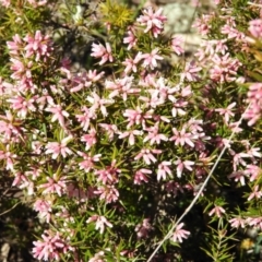 Lissanthe strigosa subsp. subulata (Peach Heath) at Kambah, ACT - 7 Sep 2021 by MatthewFrawley