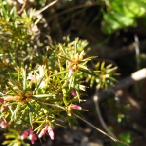 Lissanthe strigosa subsp. subulata at Kambah, ACT - 7 Sep 2021